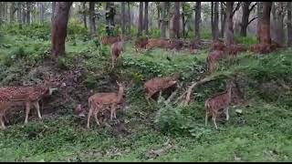 valparai city news      wild animals