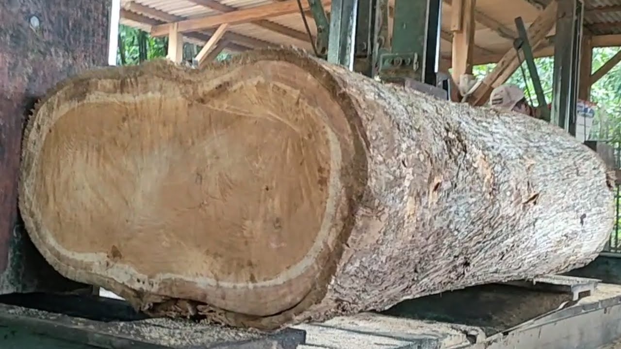 Satisfactory results from sawing teak wood for furniture at the sawmill ...