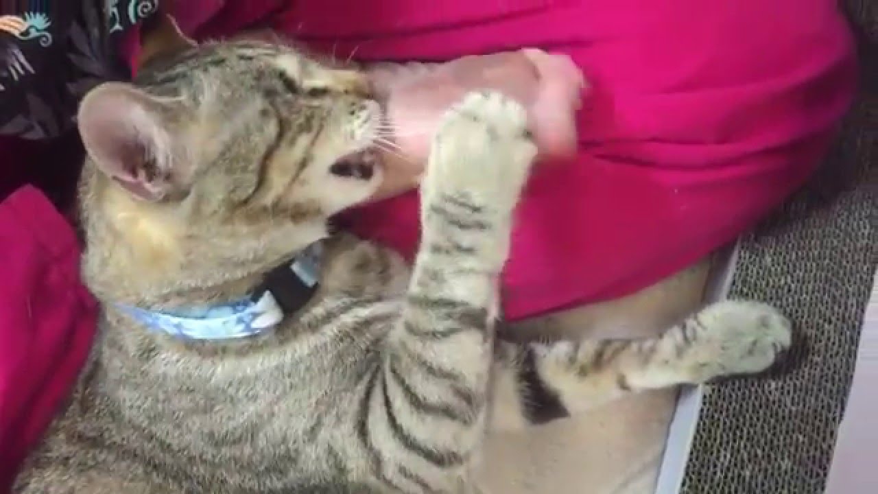 rescue dogs rock nyc Pebble loves feet