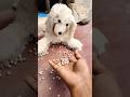 뭉치스타 #reversevideo😻🥺🍿 #marblerunandmore #cat #catvideos #reverse🍿🧁🙀😿j7772