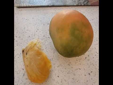 Mango Tree