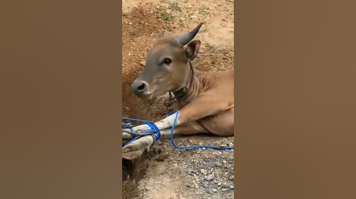 Bikin Nangis Sapi Pasrah Saat Mau Disembelih 😭 #shorts #sapi