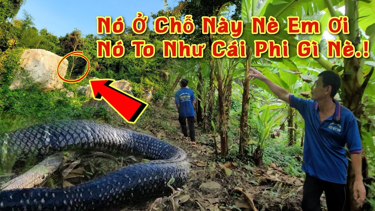 Rợn Người - Người Đàn Ông Chạm Trán Rắn Hổ Mây Khủng Núi Cấm - Cầu Xin Tha Mạng Đầy Ám Ảnh