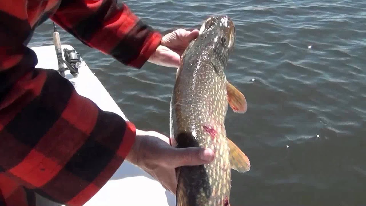 Lake of the Woods Walleye FishingMay 28 thru June 2, 2012 FORD'S GUIDE