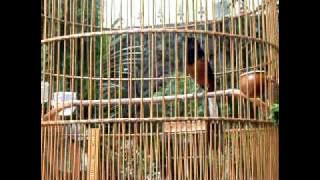 RR (Rawa Rontek) Murai Batu Koleksi Penghobis Rumahan.AVI