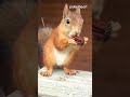 Squirrel Tries to Carry Three Nuts...
