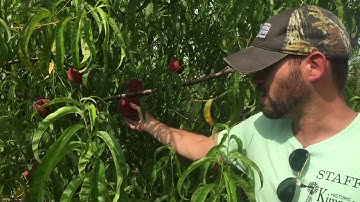 Peach Picking 101
