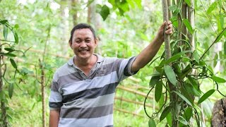 Indonesian Safari | Veganic Vanilla + Cloves