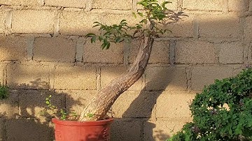 2 cây cóc chua giá sinh viên ghép cóc thái trái rất đẹp lh 0795050333