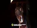 A morning hello to stallion Querari
