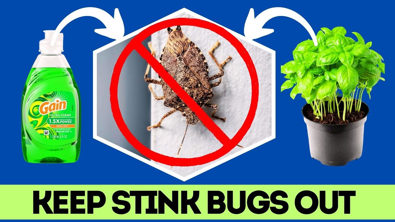 How Do I Stop Stink Bugs From Getting in My House?