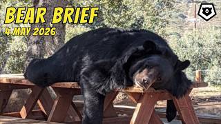 Bear Brief Monday 4MAY26