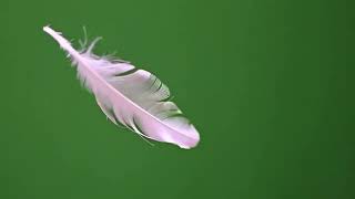 Floating Feather Green Screen Effects 4K