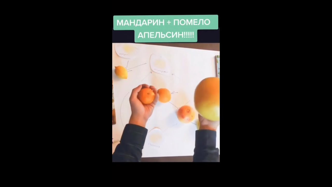 Overview of citrus / История происхождения цитрусовых фруктов очень полезных для здоровья #lemon