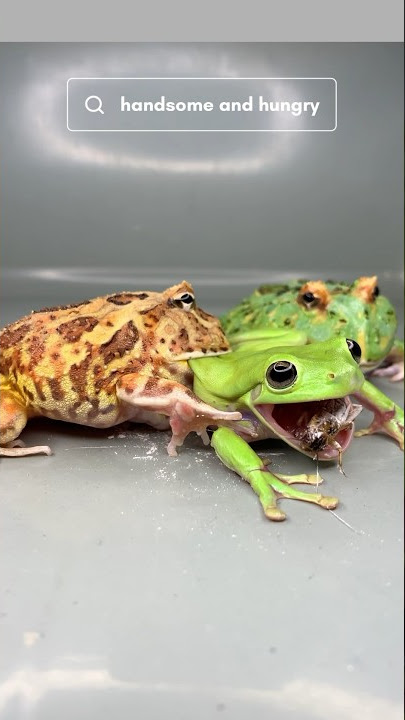 Pacman Frog Try Another Frog Cuteness 🐸 #frog #feeding #pacman #bullfrog #toad