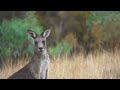 Eastern Grey Kangaroo Closeup #Trims