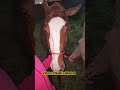 Hora de Por Nosso Potro Pra Dormir , Rotina Noturna com Nosso Cavalo Sonhador #boanoite #explore