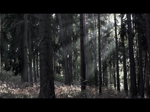 HERMÓÐR - The Mystic Forest (Official Video)
