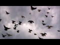 Николаевские голуби в Калмыкии