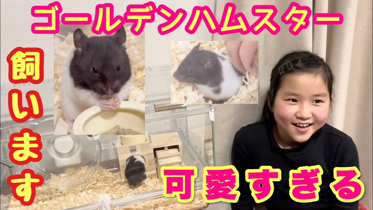 Hamster] Yu-chan is getting a golden hamster! It's so cute, I fell