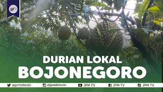 Lezatnya Durian Lokal Klino Asal Bojonegoro
