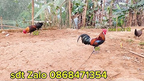 Gà mồi cứng cho ae kết nối ,qaib dib zoo cuab 2025 , gà rừng rặc cho ae nào cần get để sinh sản