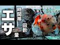 【2/4】金魚 ガチの東錦ローズテール | 雄雌の差 | エサの頻度や時間帯 | ベテラン金魚愛好家 多田野様の飼育場を拝見 | TADANO artisanal goldfish @peperia