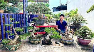 Phúc bonsai 11/5 #0939435790 chào bán cây cảnh - Linh Sam, Mai Chiếu Thủy, Gừa Bông