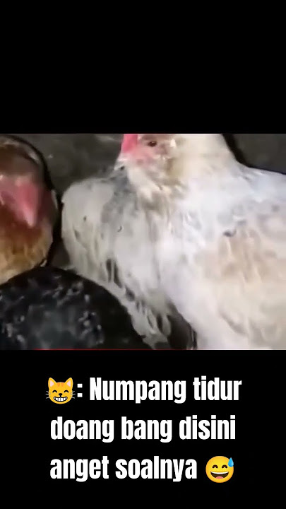 ada penyusup wkwk #shorts #fyp #trending #viralvideo #viral #funny #cats #catfunny #catshorts