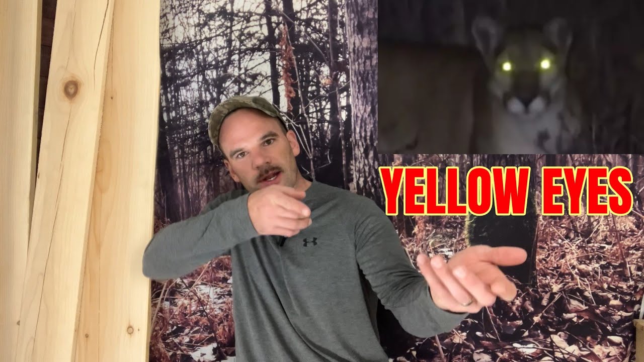 По пути в мой оленеводческий лагерь меня преследовали желтые глаза [подозревая горного льва]