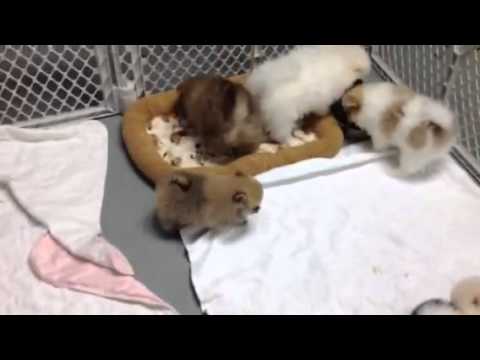 ckc pomeranian puppies for sale for sale ckc pomeranian puppies 7 17 17 funnydog tv ckc pomeranian puppies for sale for sale ckc pomeranian puppies 7 17 17 funnydog tv