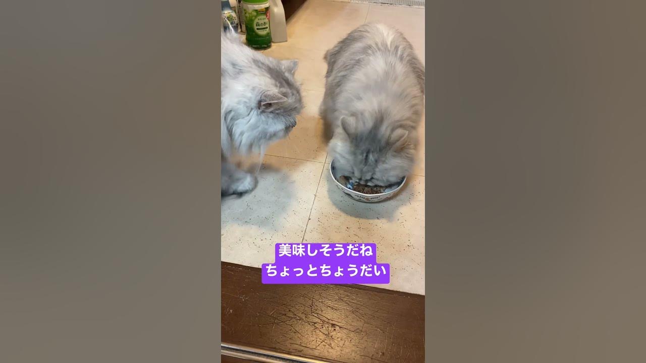 猫に意地悪をしないようにしつける方法