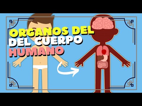 LOS ÓRGANOS DEL