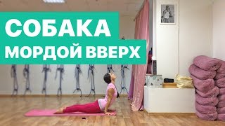 Собака Мордой Вверх – Техника выполнения Урдхва Мукха Шванасана Собака Мордой Вверх – Техника выполнения Урдхва Мукха Шванасана