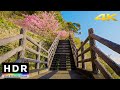 4K HDR // Relaxing Morning Beach & Sakura Walk - Kawazu, Japan