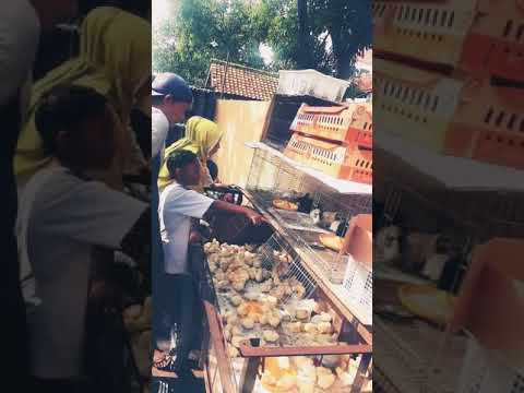 Video: Pecinta Latin Vs. Anak Ayam Hipster - Matador Network