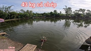 Fishing | Câu Đài | Câu 43 kg Cá Chép Hồ Hoa Sữa | Nghiện Câu TV