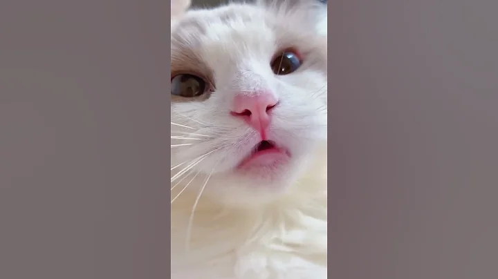 Video 4462061: russian blue siamese, siamese kitten meowing, tiny siamese kitten, stray siamese, cat adorable meow, cat meow cute, cats compilation, baby kitten, compilation lovely