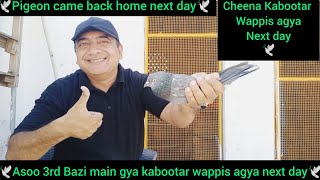 Asoo 3rd bazi main rat raha kabotar wapis agya | cheena kabootar | pigeon return back home next day