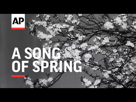 A Song of Spring   1946  The Archivist Presents   344