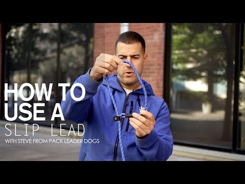 how-to-use-a-slip-lead--with-steve-from-pack-leader-dogs