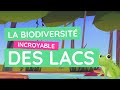 Les trésors cachés des lacs : voyage au cœur de la nature !