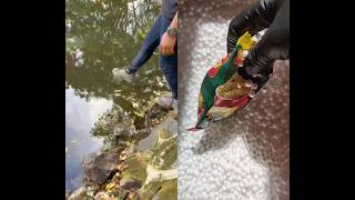 sepatu pembohong #funny #comedy #vlog #motivation #shorts #lucu