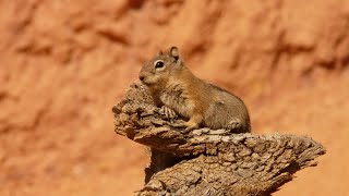 Tiny Animal, Big Talent! 🐿️ Squirrel Facts That Will Surprise You. #wildlife #facts #animals 