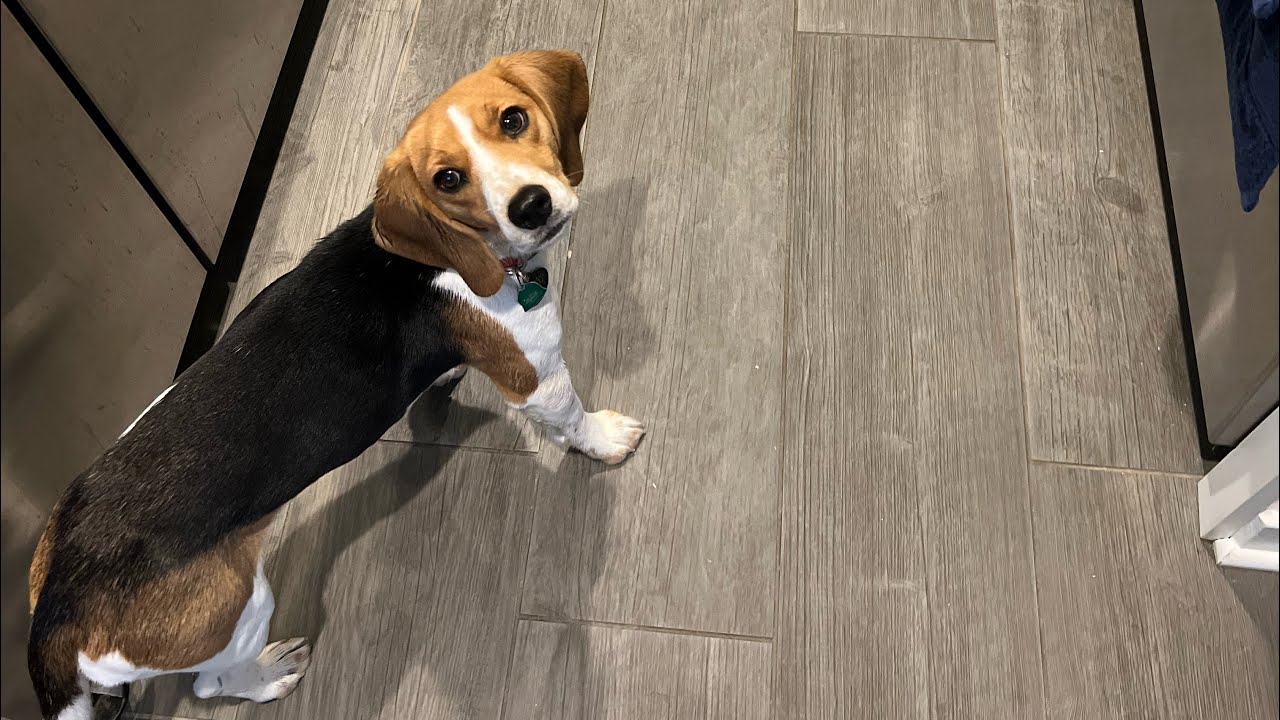 BEAGLE has ZOOMIES! YouTube