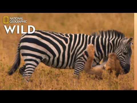 Lion Pride Catches Zebra | Africa