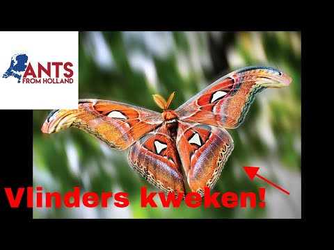 Video: Hoe Vlinders Thuis Te Kweken?