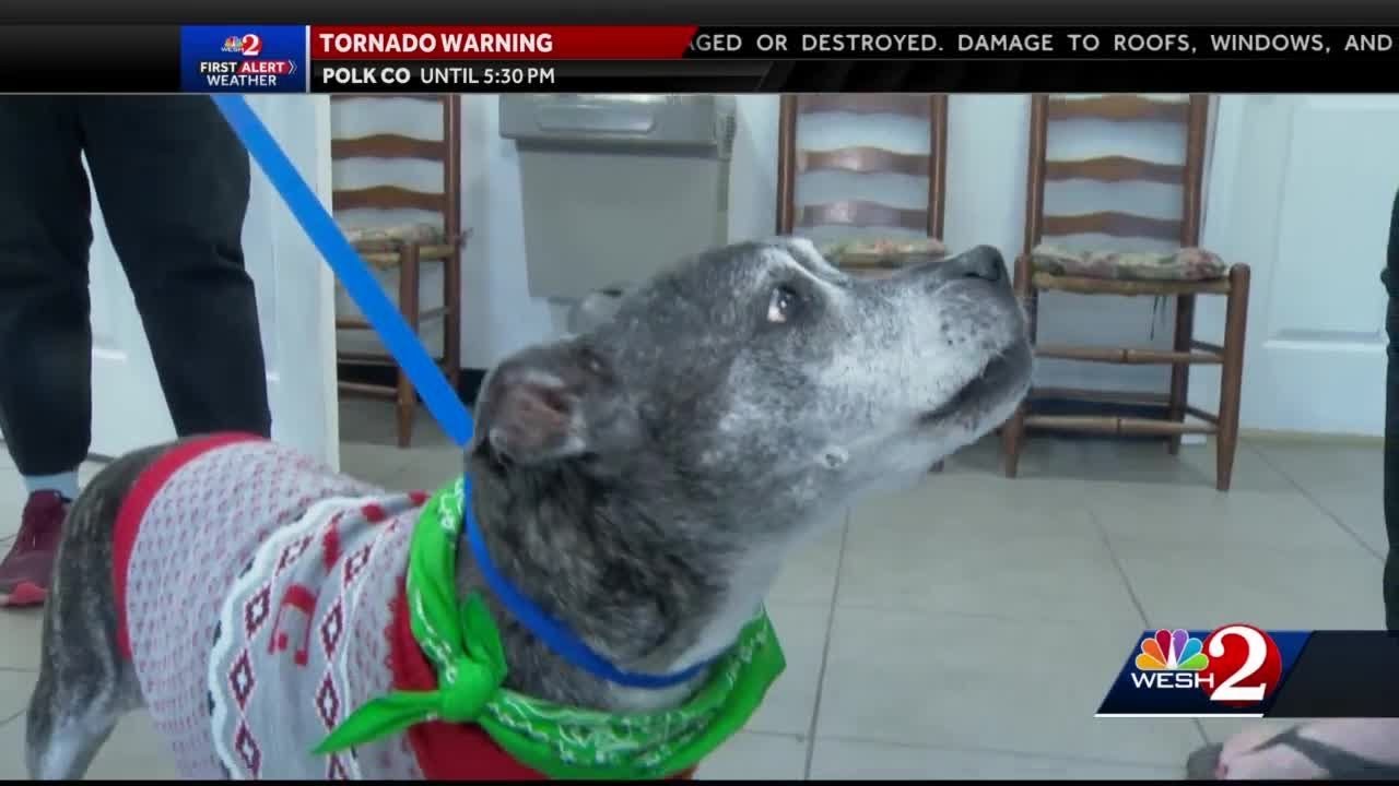 Elderly to have fees donated for pet adoption in Edgewater