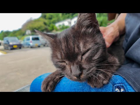 島を一周して戻ってきたら…港の猫たち全員お昼寝タイムでした🐾💤