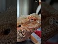 Shed removal of bearded dragon  extended edition in 4k chucknorrizbeardeddragons stayrad